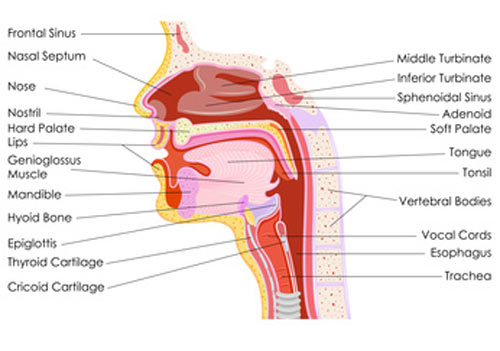 Genioglossus Advancement Surgery for Sleep Apnea